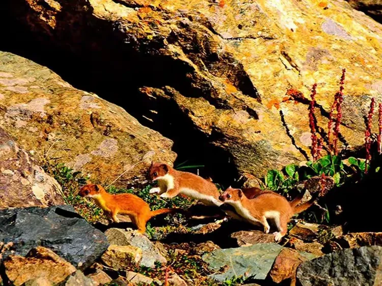 世俱杯2025-呼和浩特山羊群对决山西黄鼬队,实力对比明显